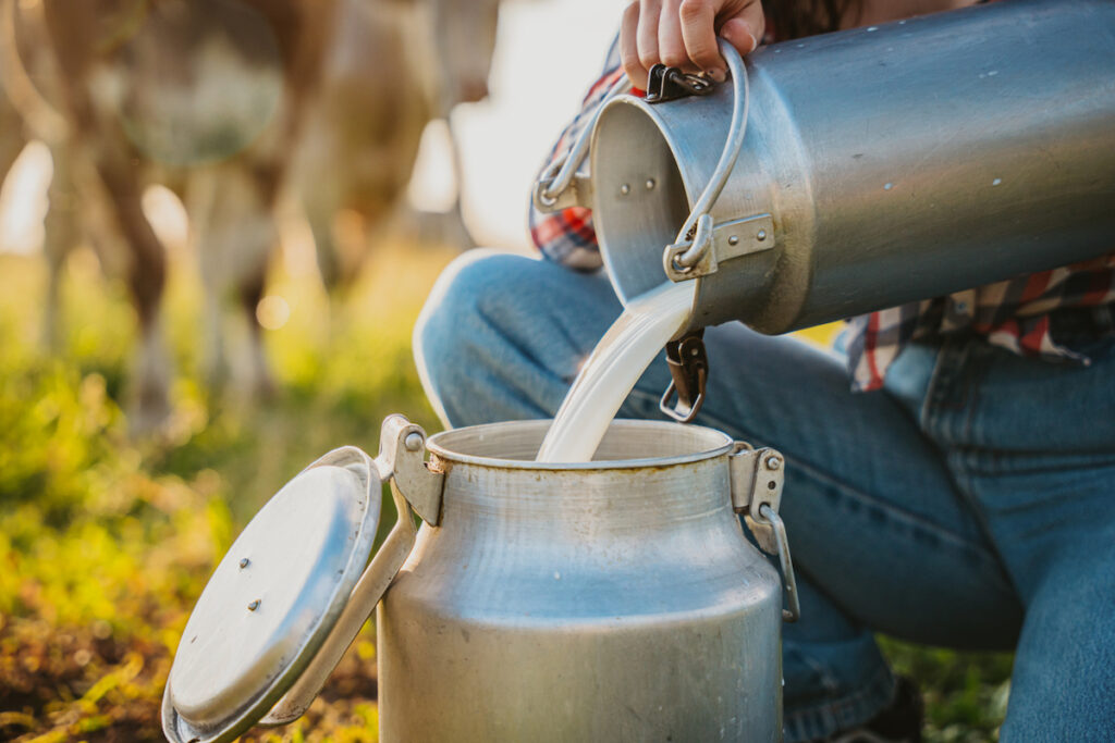 Person pouring raw milk from one container into another in a field